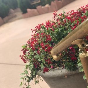 Meet your Posher, Cheyenne